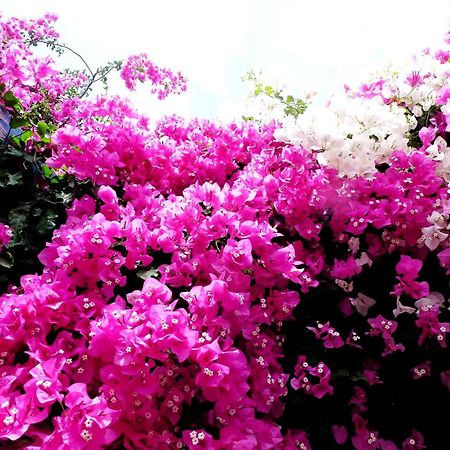 Kamári Bougainvillea Suites מראה חיצוני תמונה