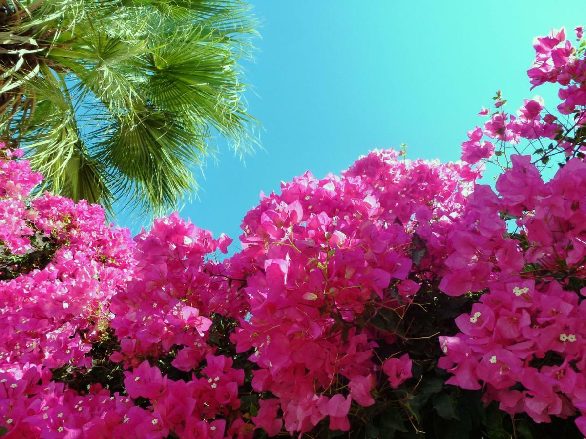 Kamári Bougainvillea Suites מראה חיצוני תמונה