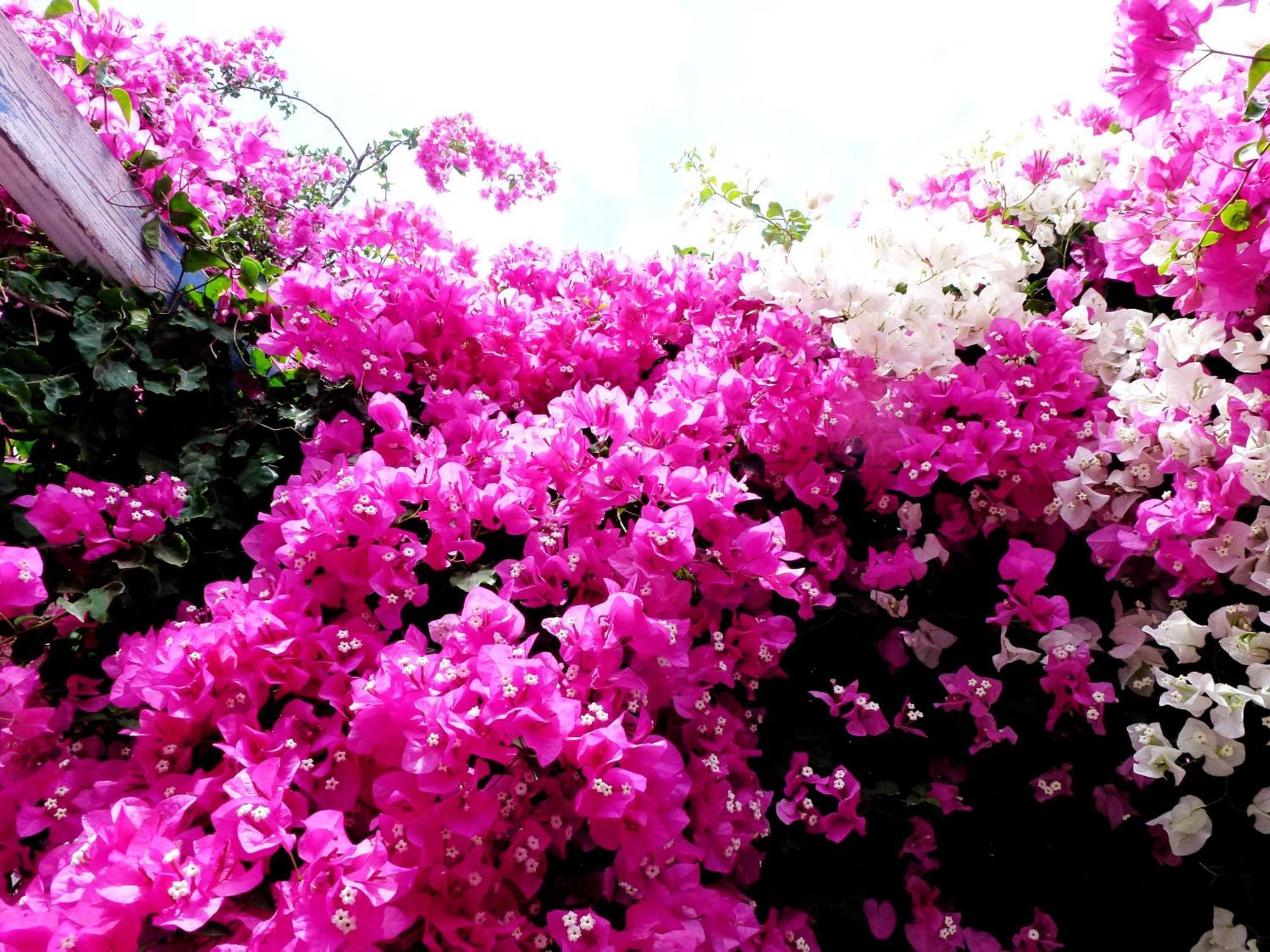 Kamári Bougainvillea Suites מראה חיצוני תמונה