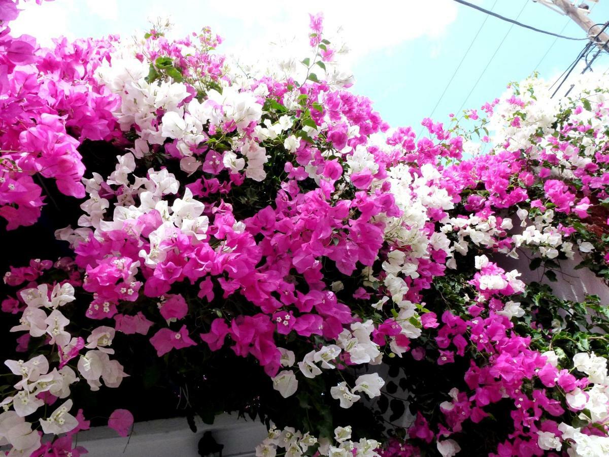 Kamári Bougainvillea Suites מראה חיצוני תמונה